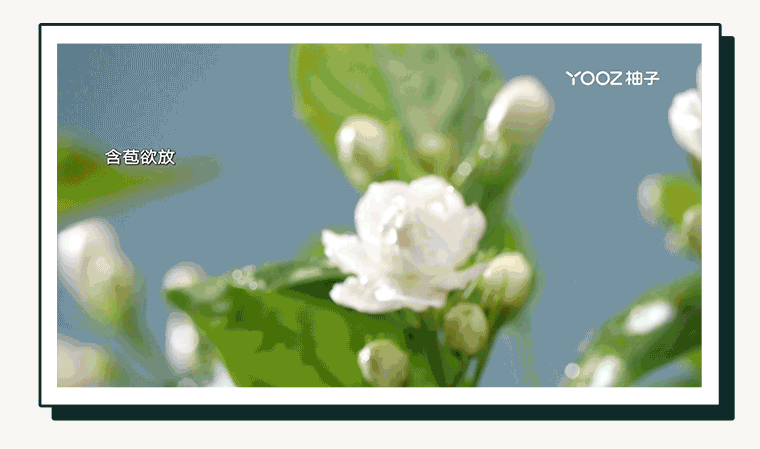 YOOZ柚子｜茉莉绿茶新品上线！